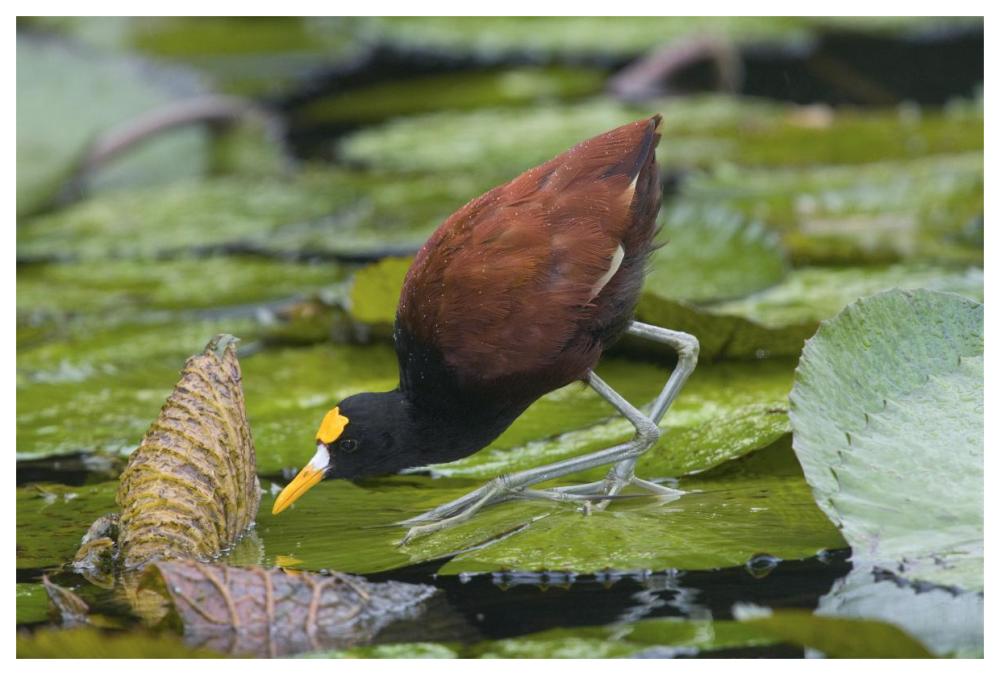 Northern Jacana foraging on lily pads, Costa Rica-Paper Art-62"x42"