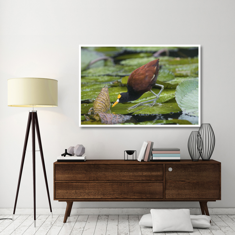 Northern Jacana foraging on lily pads, Costa Rica-Paper Art-62&quotx42"
