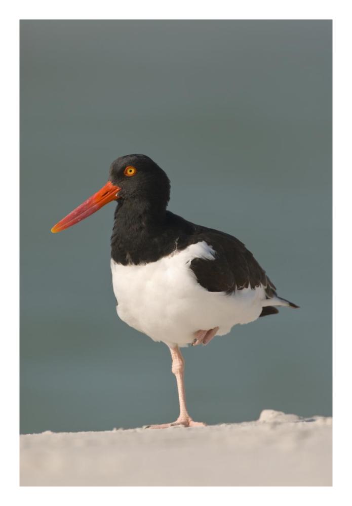 American Oystercatcher, Fort Desoto Park, Florida-Paper Art-18"x26"