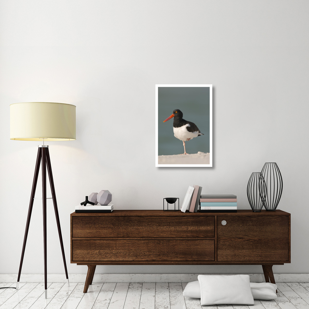 American Oystercatcher, Fort Desoto Park, Florida-Paper Art-22&quotx32"