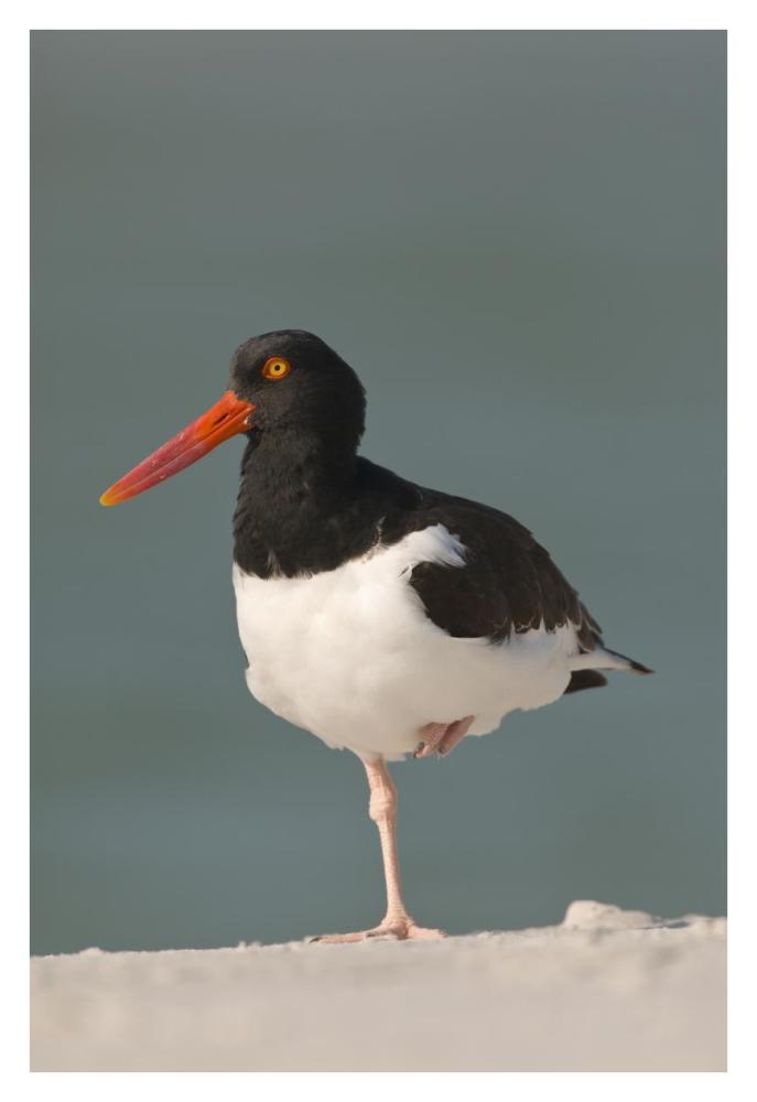 American Oystercatcher, Fort Desoto Park, Florida-Paper Art-26"x38"