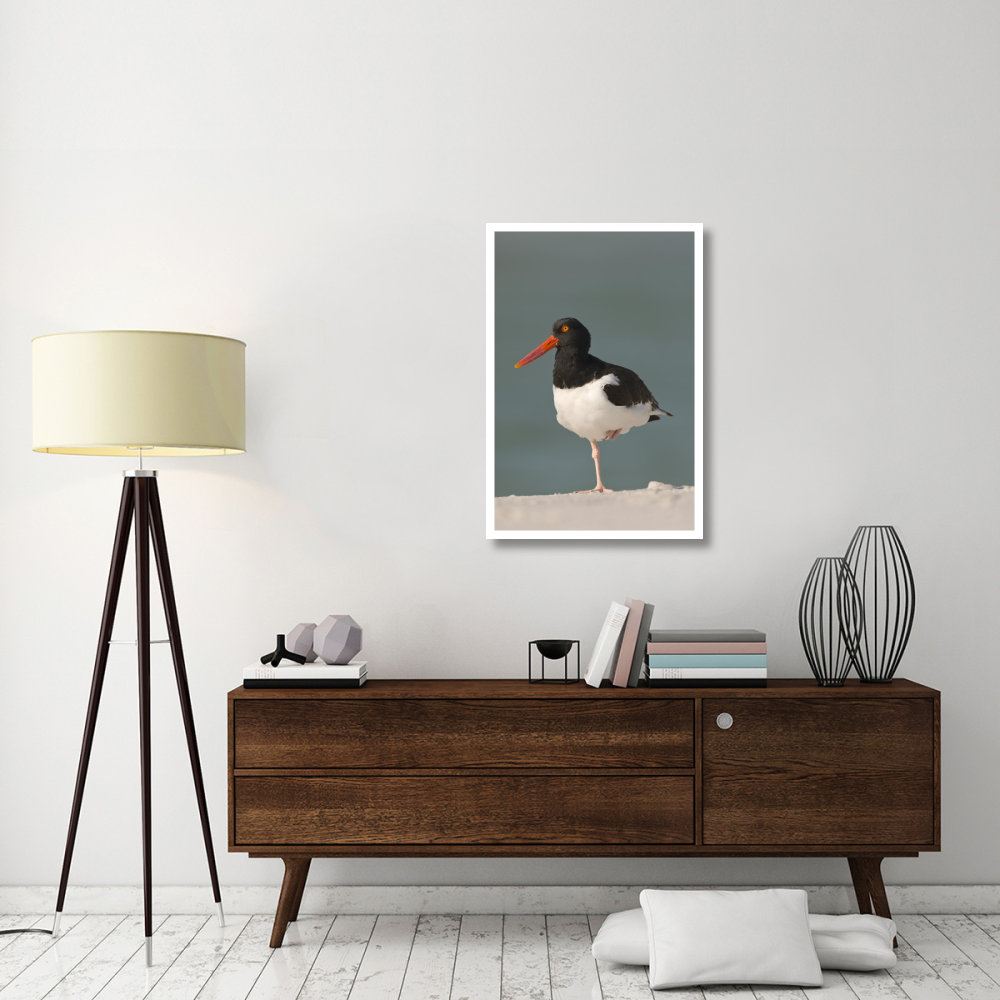 American Oystercatcher, Fort Desoto Park, Florida-Paper Art-26&quotx38"