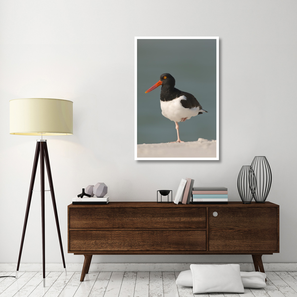 American Oystercatcher, Fort Desoto Park, Florida-Paper Art-34&quotx50"