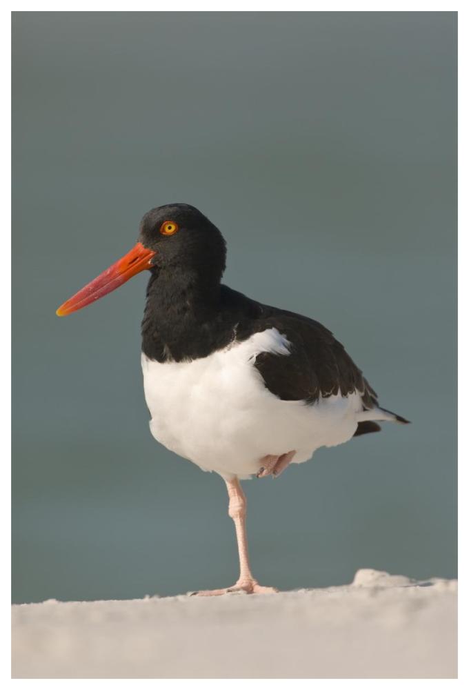 American Oystercatcher, Fort Desoto Park, Florida-Paper Art-42"x62"