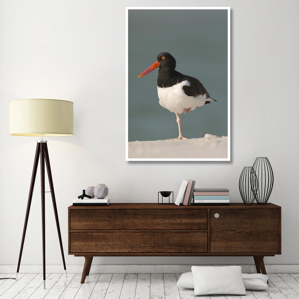American Oystercatcher, Fort Desoto Park, Florida-Paper Art-42&quotx62&quot
