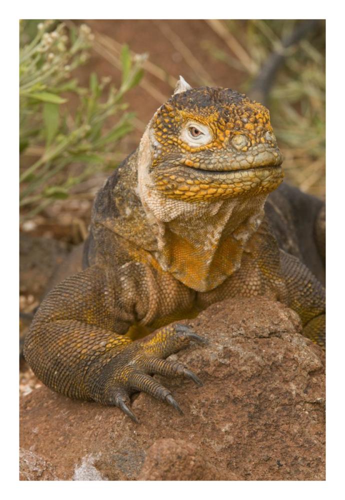Galapagos Land Iguana, Galapagos Islands, Ecuador-Paper Art-18"x26"