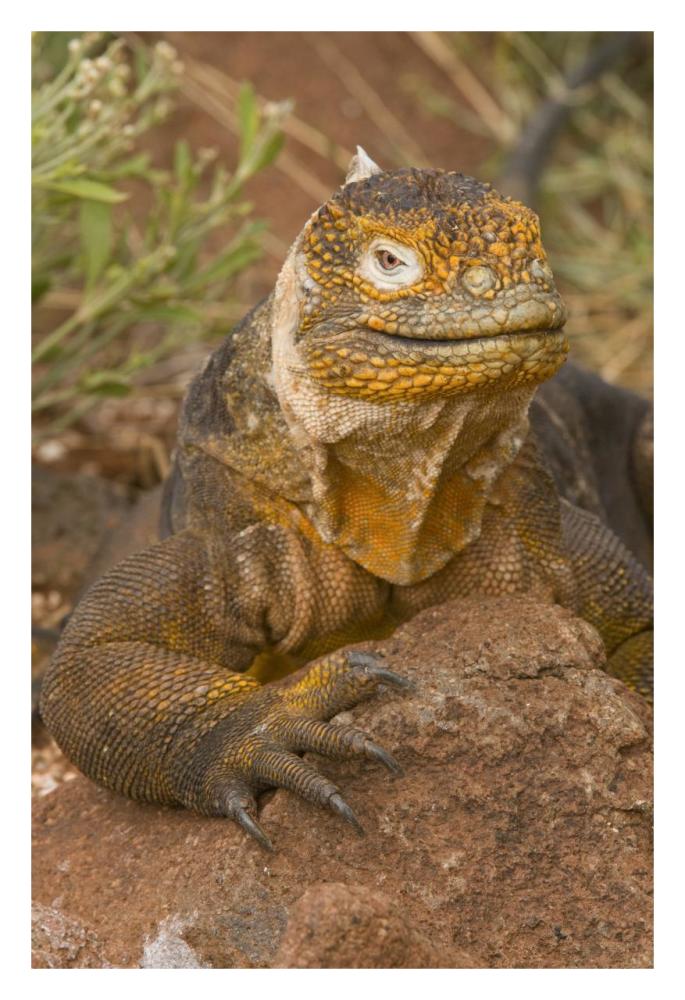 Galapagos Land Iguana, Galapagos Islands, Ecuador-Paper Art-22"x32"