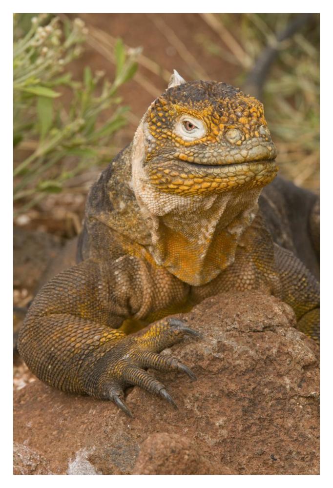 Galapagos Land Iguana, Galapagos Islands, Ecuador-Paper Art-26"x38"
