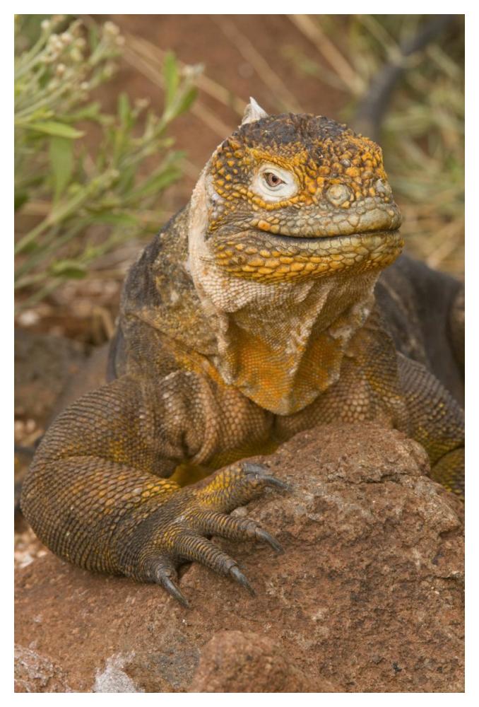 Galapagos Land Iguana, Galapagos Islands, Ecuador-Paper Art-34"x50"