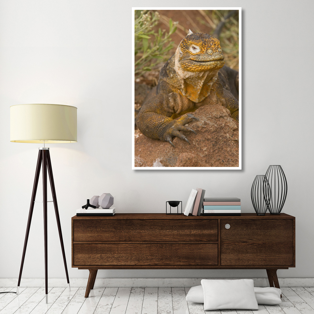 Galapagos Land Iguana, Galapagos Islands, Ecuador-Paper Art-42&quotx62"