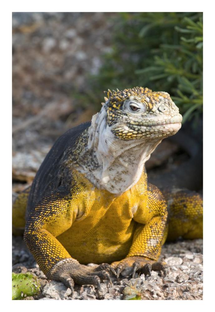 Galapagos Land Iguana, Galapagos Islands, Ecuador-Paper Art-18"x26"