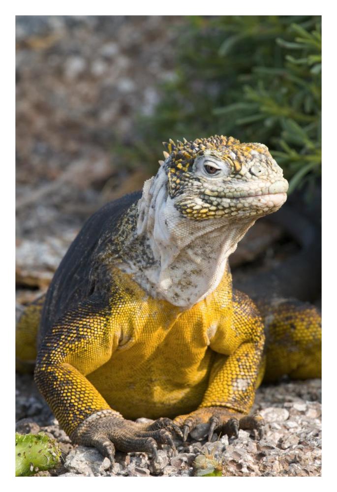 Galapagos Land Iguana, Galapagos Islands, Ecuador-Paper Art-22"x32"