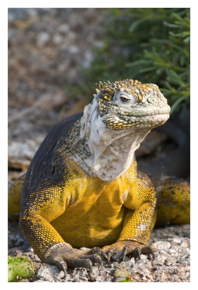 Galapagos Land Iguana, Galapagos Islands, Ecuador-Paper Art-26"x38"