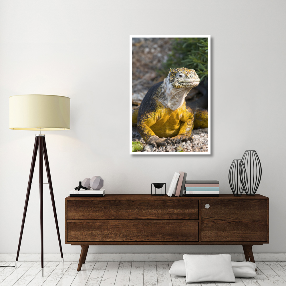 Galapagos Land Iguana, Galapagos Islands, Ecuador-Paper Art-34&quotx50"