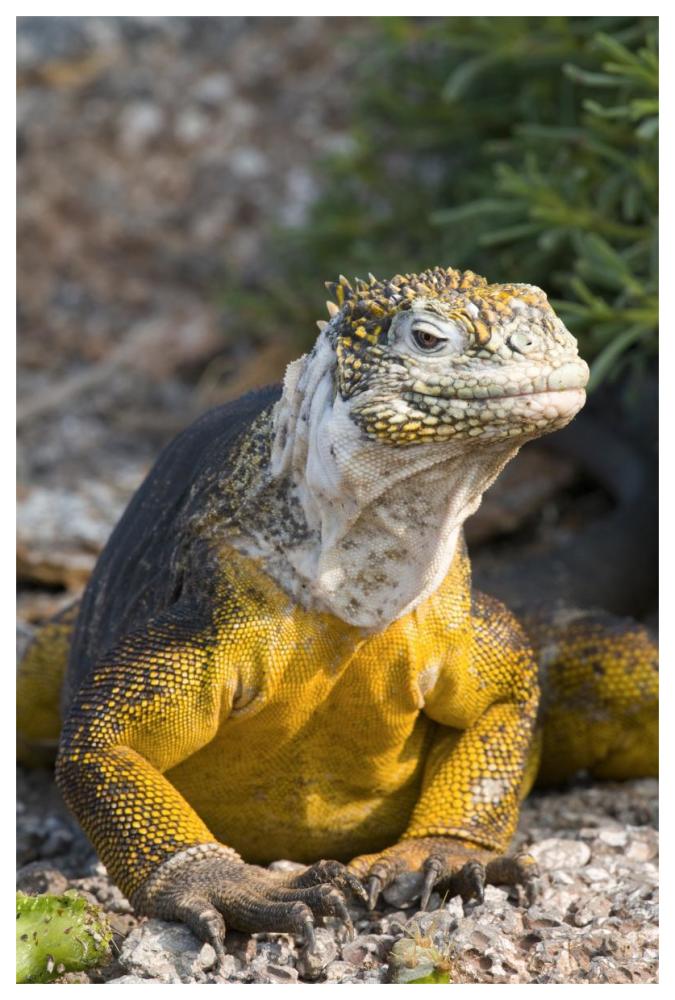 Galapagos Land Iguana, Galapagos Islands, Ecuador-Paper Art-42"x62"
