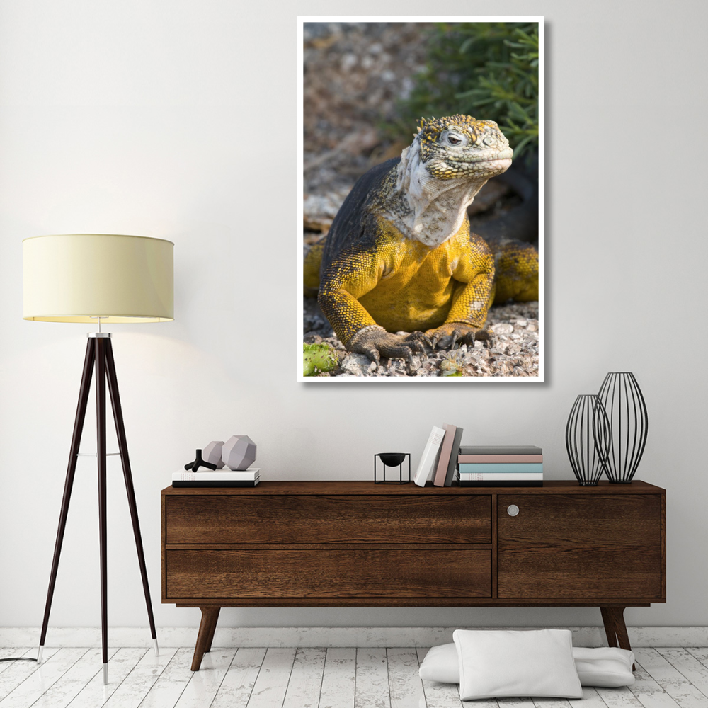Galapagos Land Iguana, Galapagos Islands, Ecuador-Paper Art-42&quotx62"