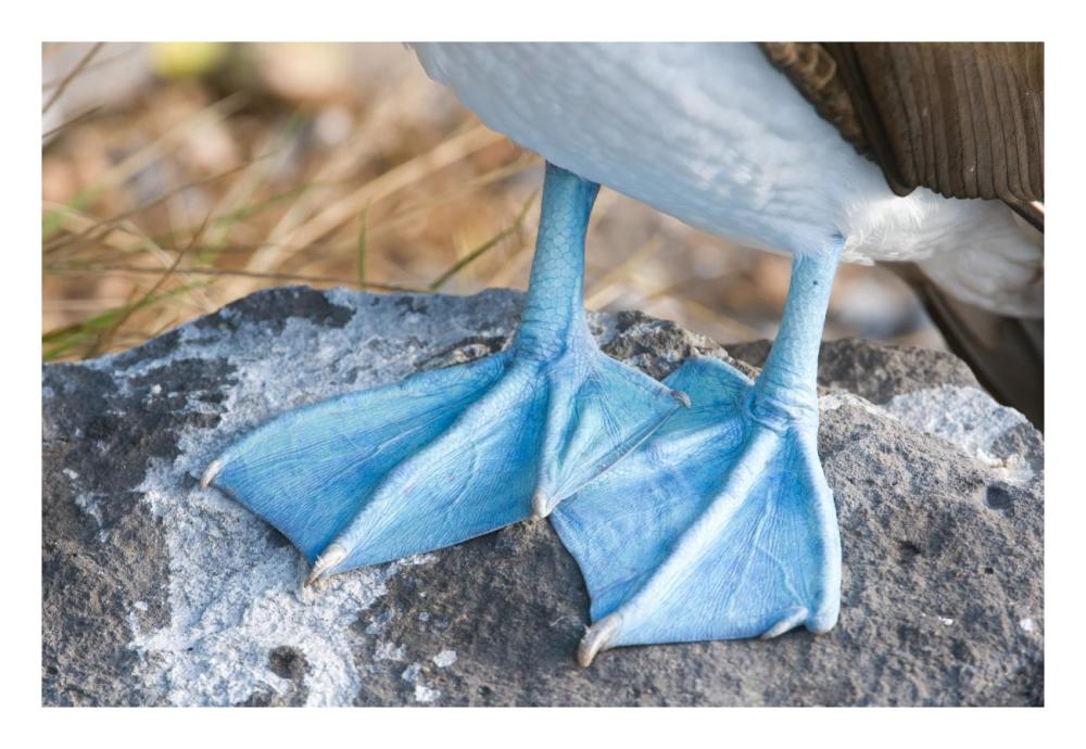 Blue-footed Booby feet, Galapagos Islands, Ecuador-Paper Art-26"x18"