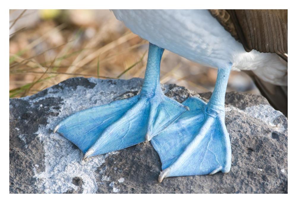 Blue-footed Booby feet, Galapagos Islands, Ecuador-Paper Art-32"x22"