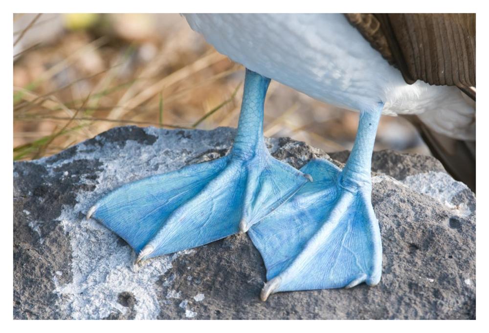Blue-footed Booby feet, Galapagos Islands, Ecuador-Paper Art-38"x26"