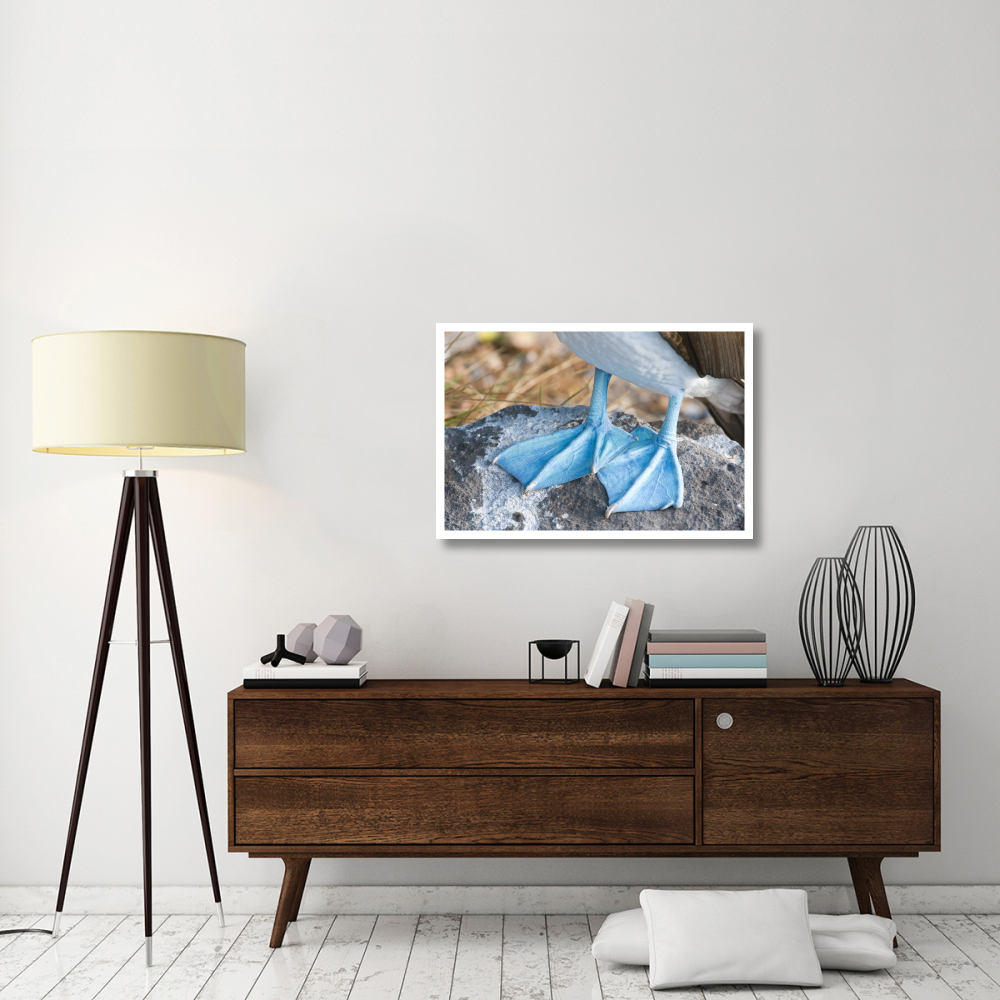 Blue-footed Booby feet, Galapagos Islands, Ecuador-Paper Art-38&quotx26"