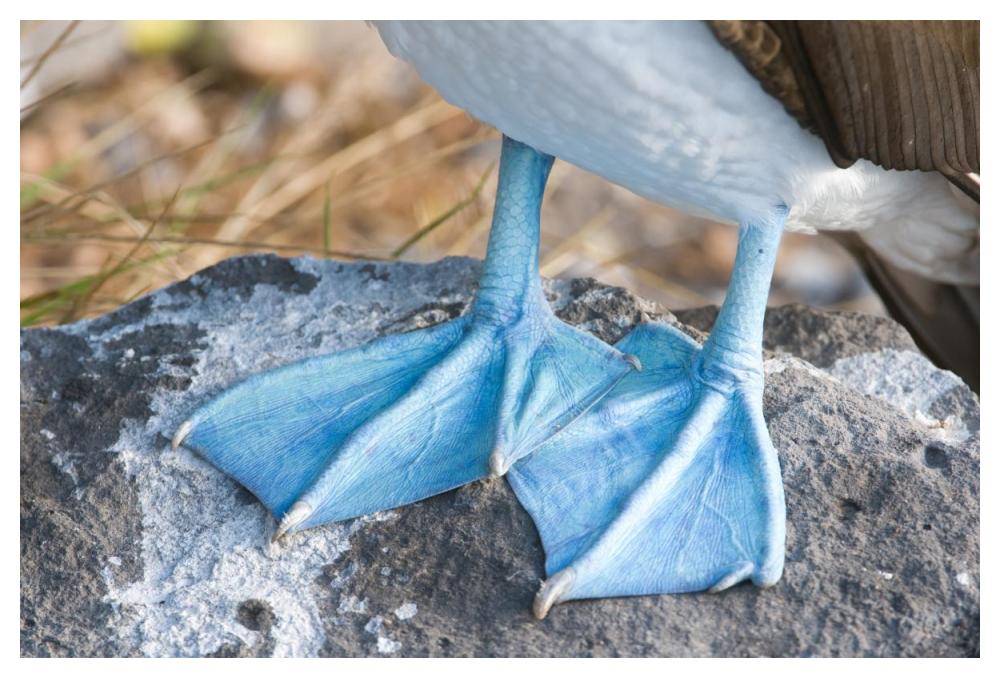 Blue-footed Booby feet, Galapagos Islands, Ecuador-Paper Art-50"x34"