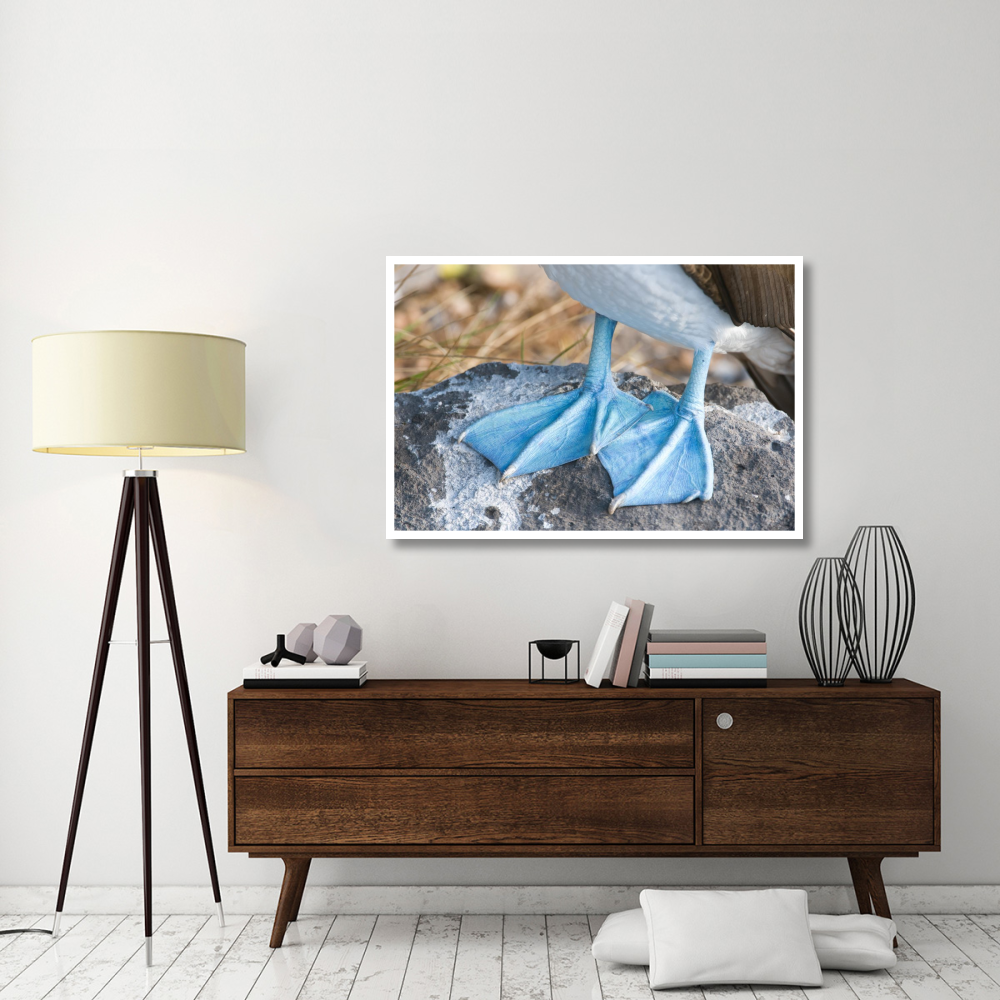 Blue-footed Booby feet, Galapagos Islands, Ecuador-Paper Art-50&quotx34"