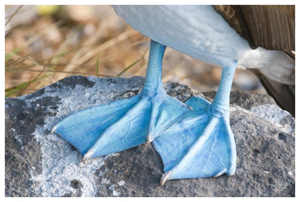Blue-footed Booby feet, Galapagos Islands, Ecuador-Paper Art-62"x42"