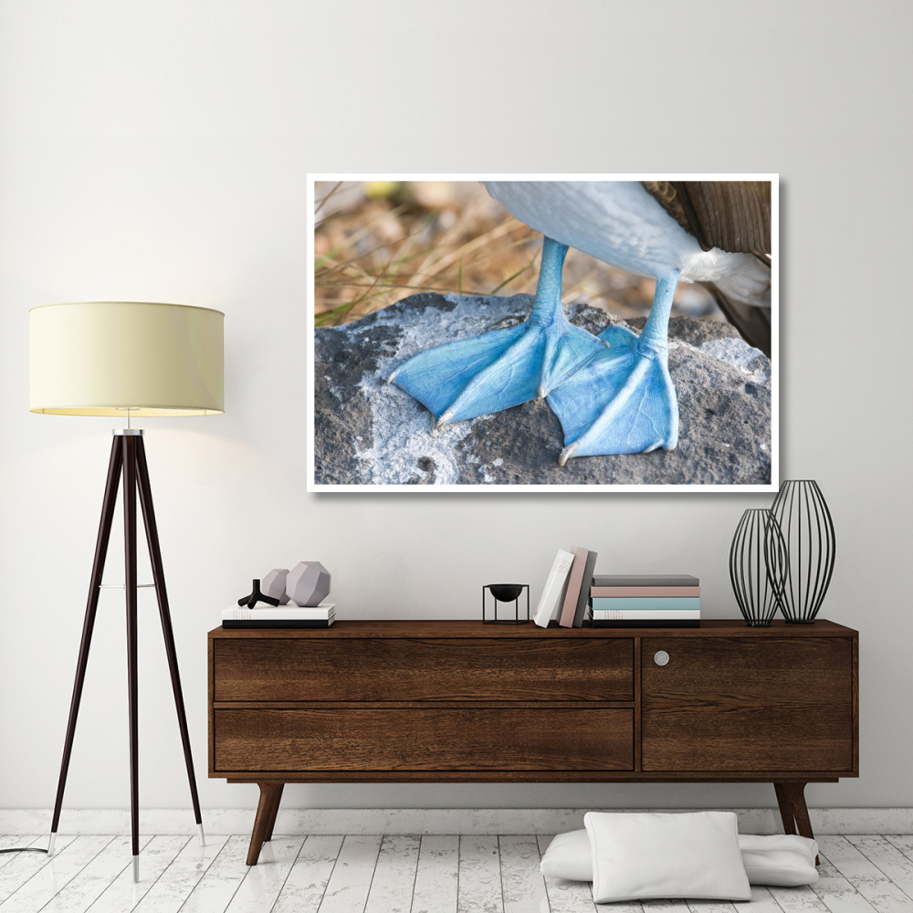 Blue-footed Booby feet, Galapagos Islands, Ecuador-Paper Art-62&quotx42"