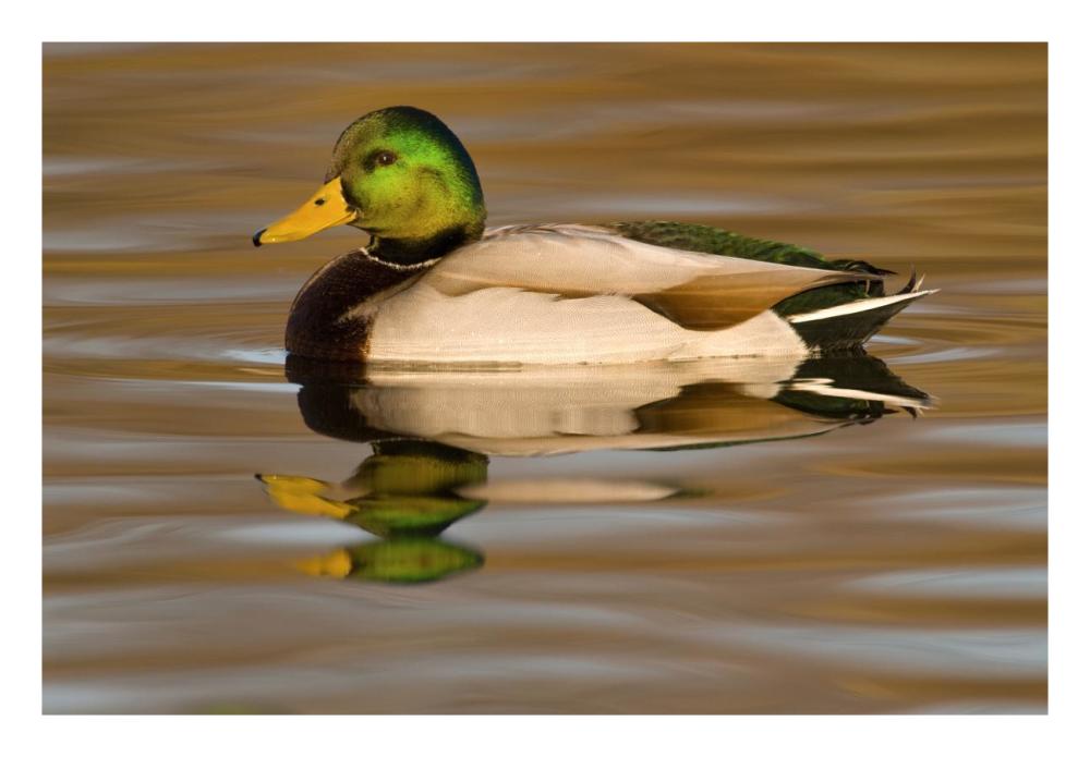 Mallard swimming, Kellogg Bird Sanctuary, Michigan-Paper Art-26"x18"