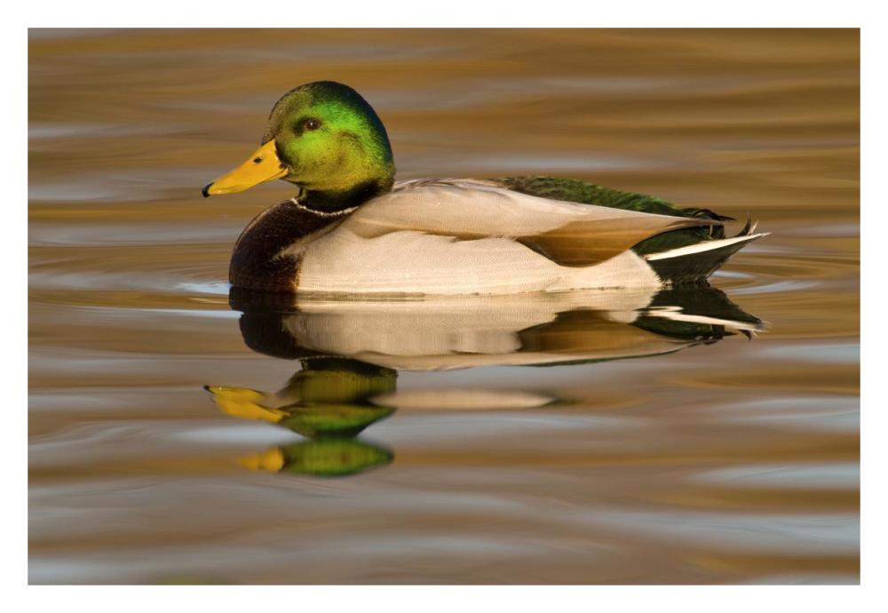 Mallard swimming, Kellogg Bird Sanctuary, Michigan-Paper Art-32"x22"