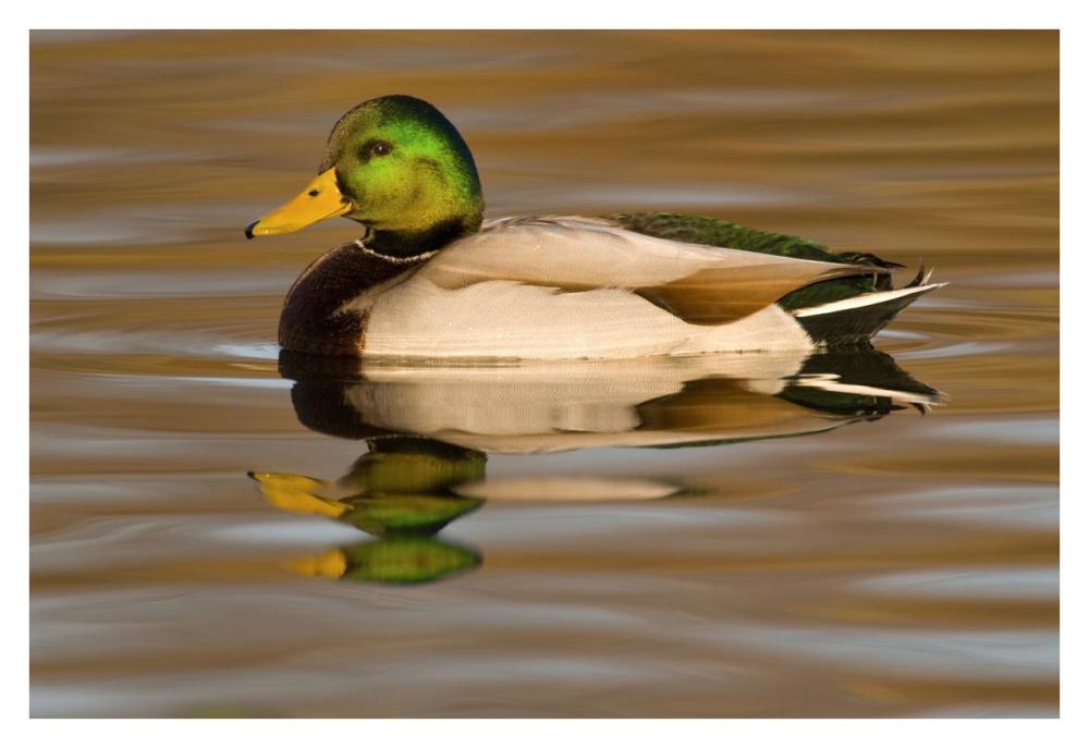 Mallard swimming, Kellogg Bird Sanctuary, Michigan-Paper Art-38"x26"