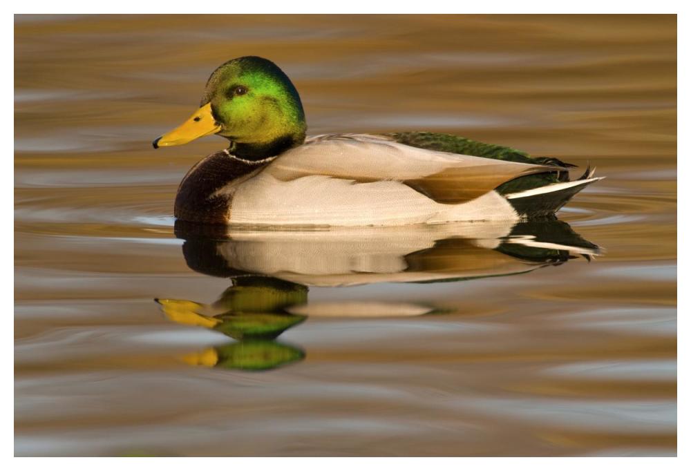 Mallard swimming, Kellogg Bird Sanctuary, Michigan-Paper Art-50"x34"