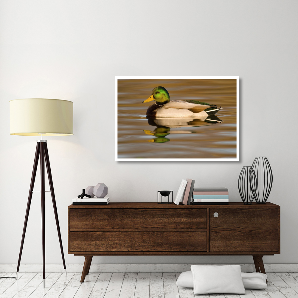 Mallard swimming, Kellogg Bird Sanctuary, Michigan-Paper Art-50&quotx34"