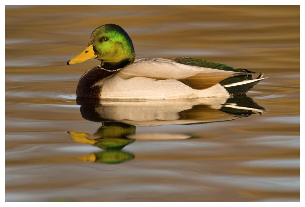 Mallard swimming, Kellogg Bird Sanctuary, Michigan-Paper Art-62"x42"