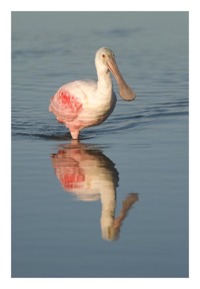 Roseate Spoonbill wading, Fort Myers Beach, Florida-Paper Art-18"x26"