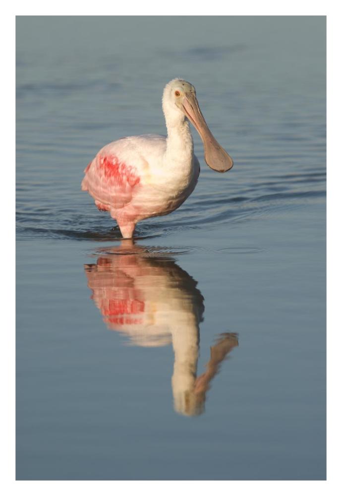 Roseate Spoonbill wading, Fort Myers Beach, Florida-Paper Art-22"x32"