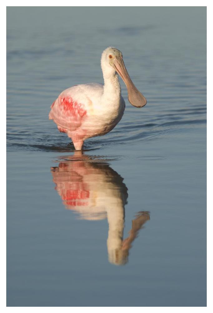 Roseate Spoonbill wading, Fort Myers Beach, Florida-Paper Art-34"x50"