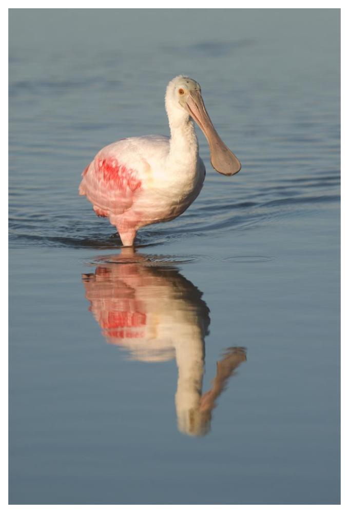 Roseate Spoonbill wading, Fort Myers Beach, Florida-Paper Art-42"x62"