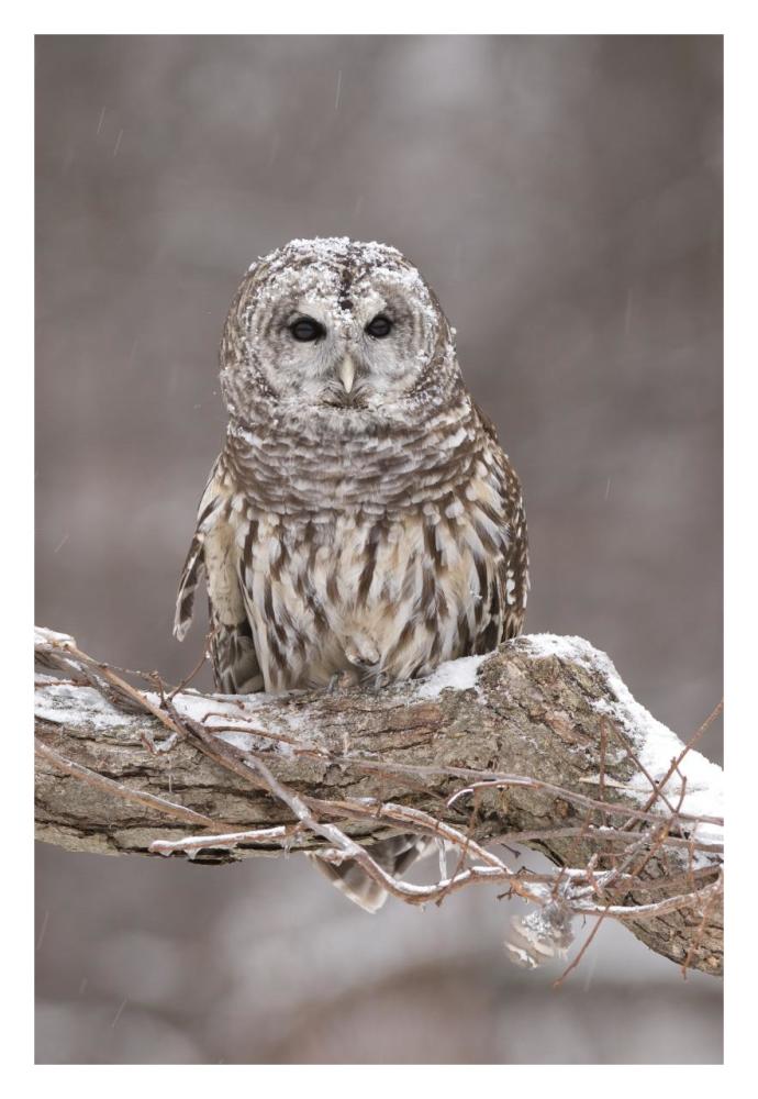 Barred Owl in winter, Howell Nature Center, Michigan-Paper Art-22"x32"