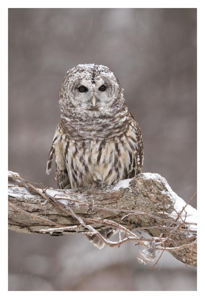 Barred Owl in winter, Howell Nature Center, Michigan-Paper Art-26"x38"
