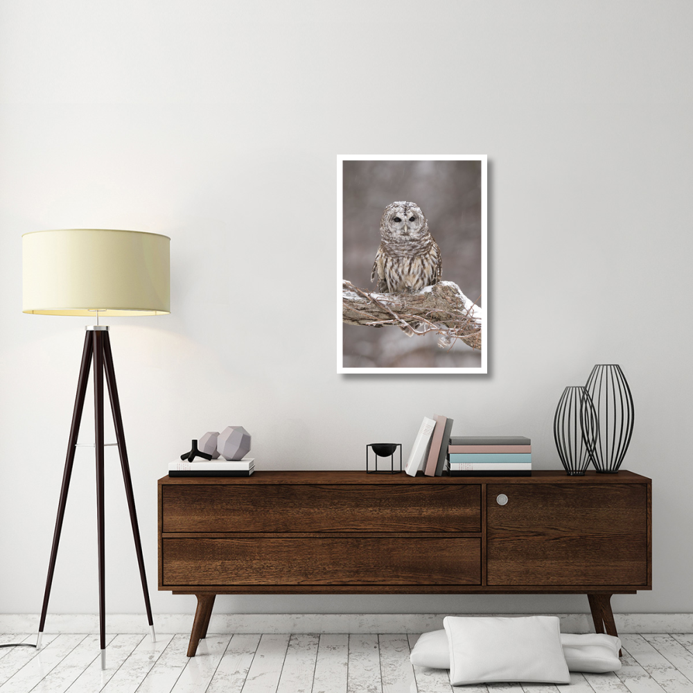Barred Owl in winter, Howell Nature Center, Michigan-Paper Art-26&quotx38"