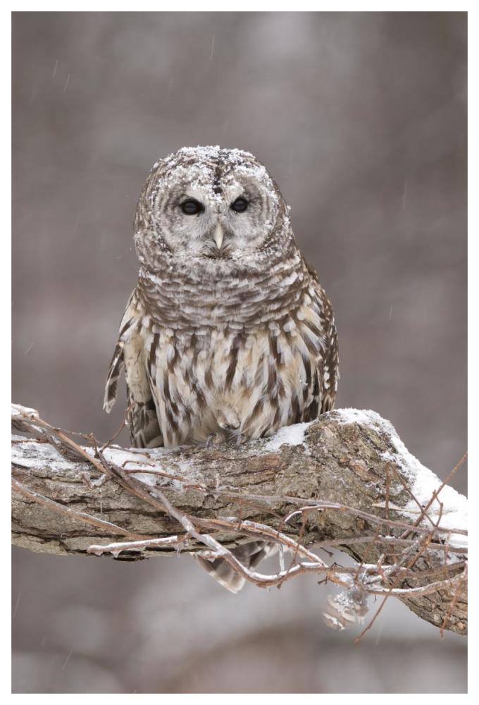 Barred Owl in winter, Howell Nature Center, Michigan-Paper Art-42"x62"