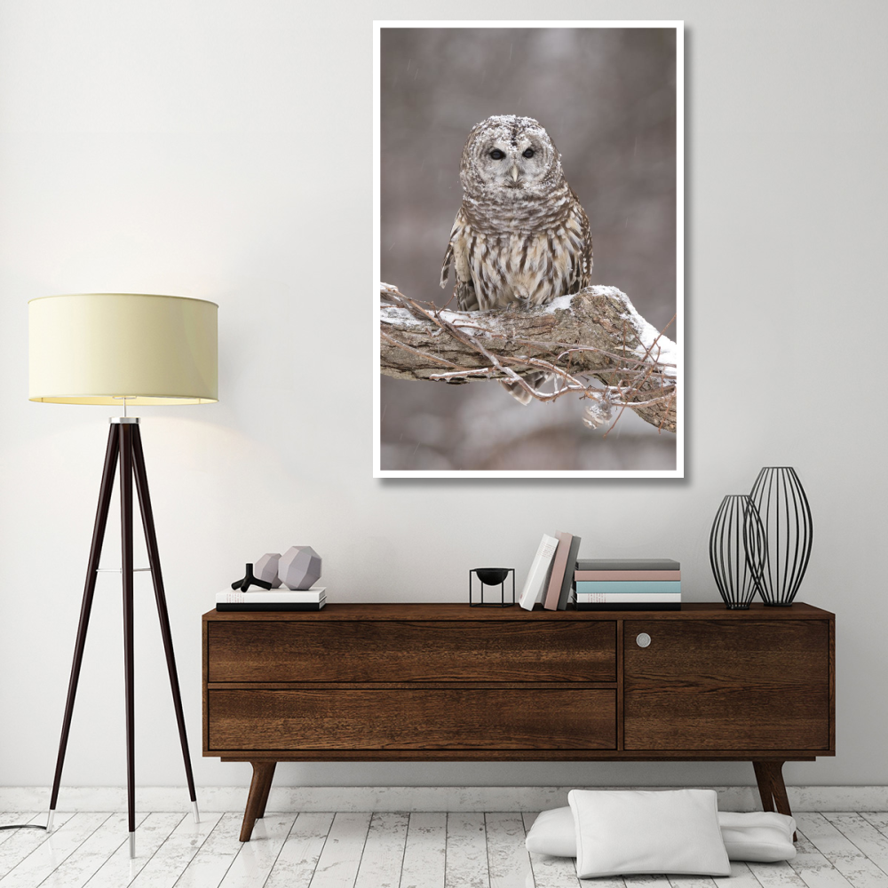 Barred Owl in winter, Howell Nature Center, Michigan-Paper Art-42&quotx62"