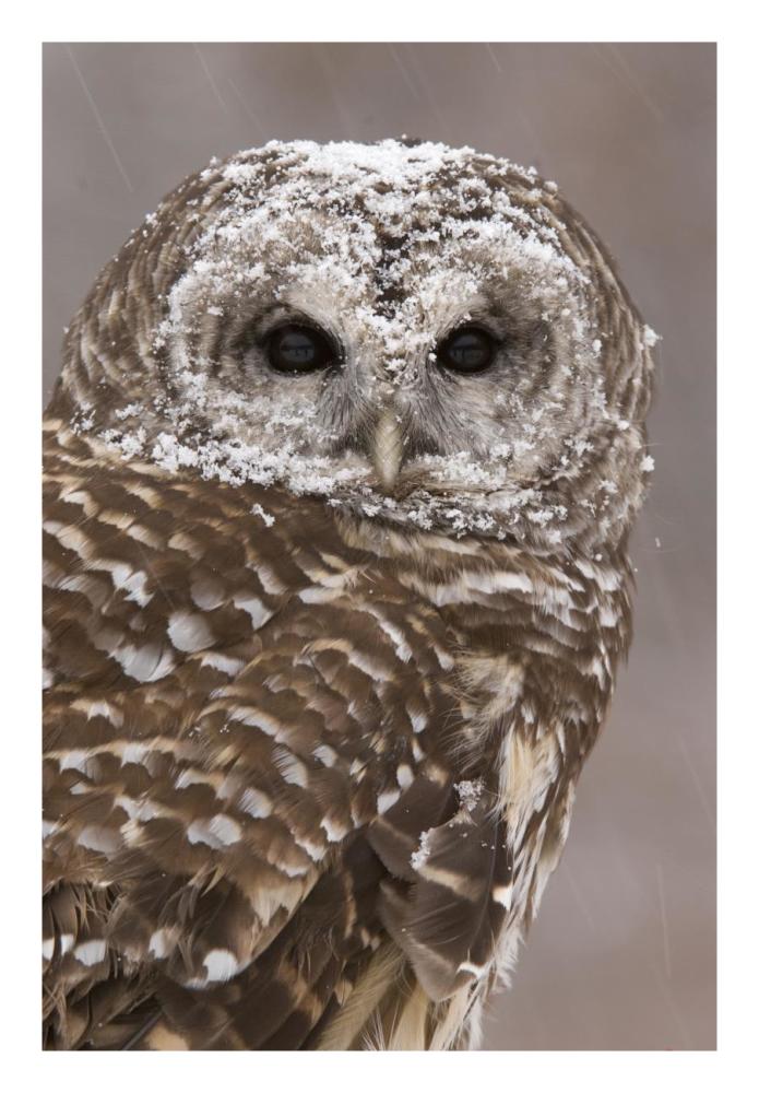 Barred Owl in winter, Howell Nature Center, Michigan-Paper Art-18"x26"