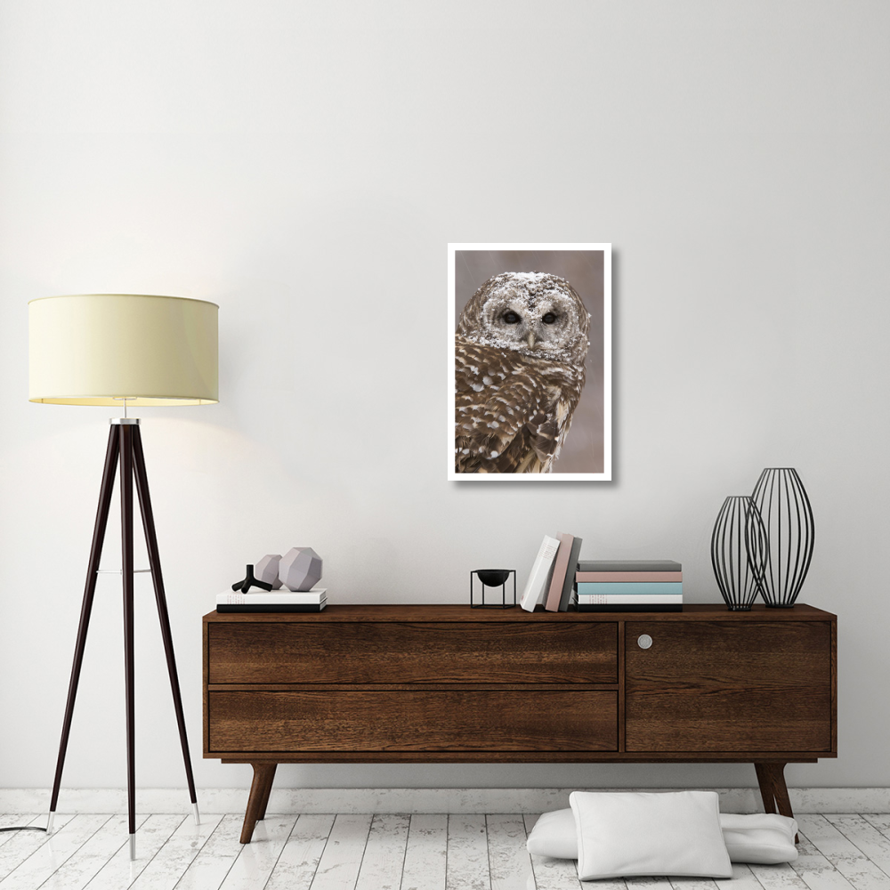 Barred Owl in winter, Howell Nature Center, Michigan-Paper Art-22&quotx32"