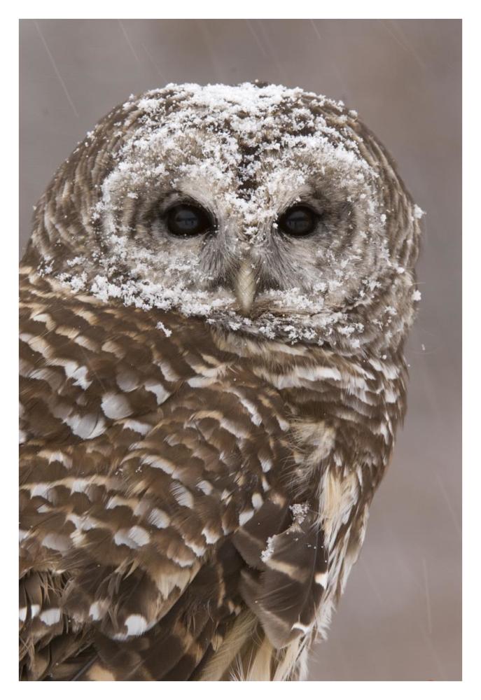 Barred Owl in winter, Howell Nature Center, Michigan-Paper Art-26"x38"