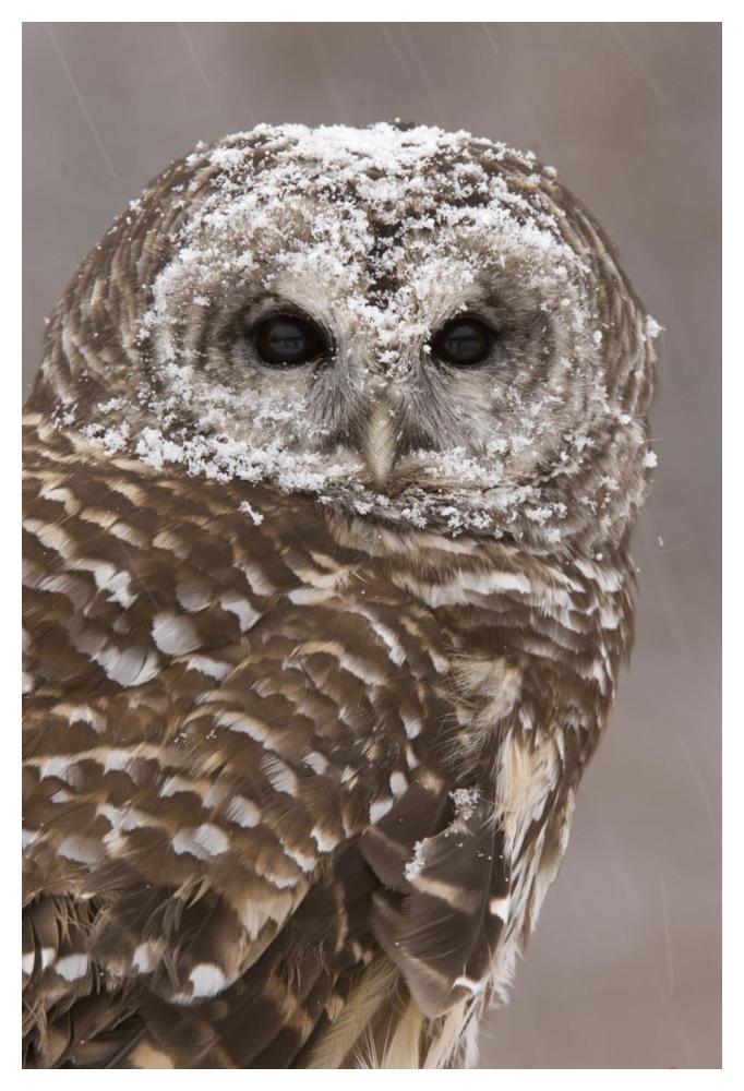 Barred Owl in winter, Howell Nature Center, Michigan-Paper Art-34"x50"