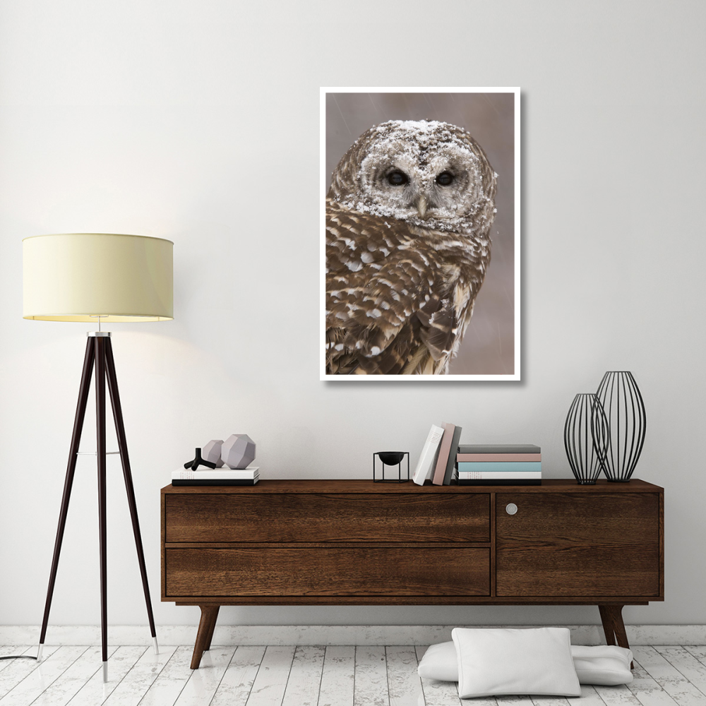 Barred Owl in winter, Howell Nature Center, Michigan-Paper Art-34&quotx50"
