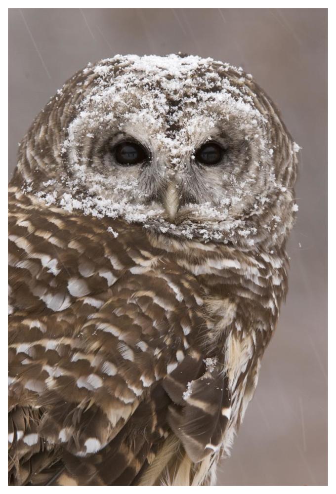 Barred Owl in winter, Howell Nature Center, Michigan-Paper Art-42"x62"