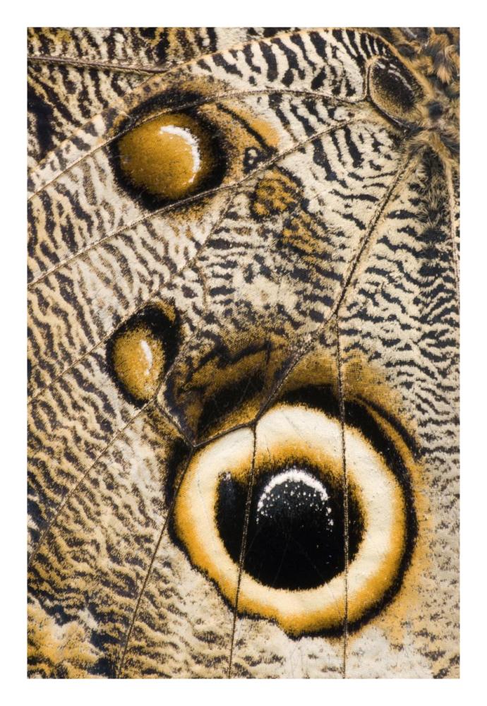 Atreus Owl butterfly wing with false eyespot, Ecuador-Paper Art-18"x26"